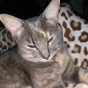 Meet your Posher, Rhea